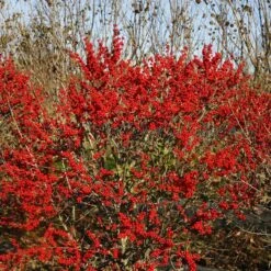 Berry Poppins® Winterberry Holly 16 Berry Poppins® Winterberry Holly -Plant Series Ilex verticillata Berry Poppins 6 P 4d74fbf5 874a 4d13 a2c0 0081f811afff sw