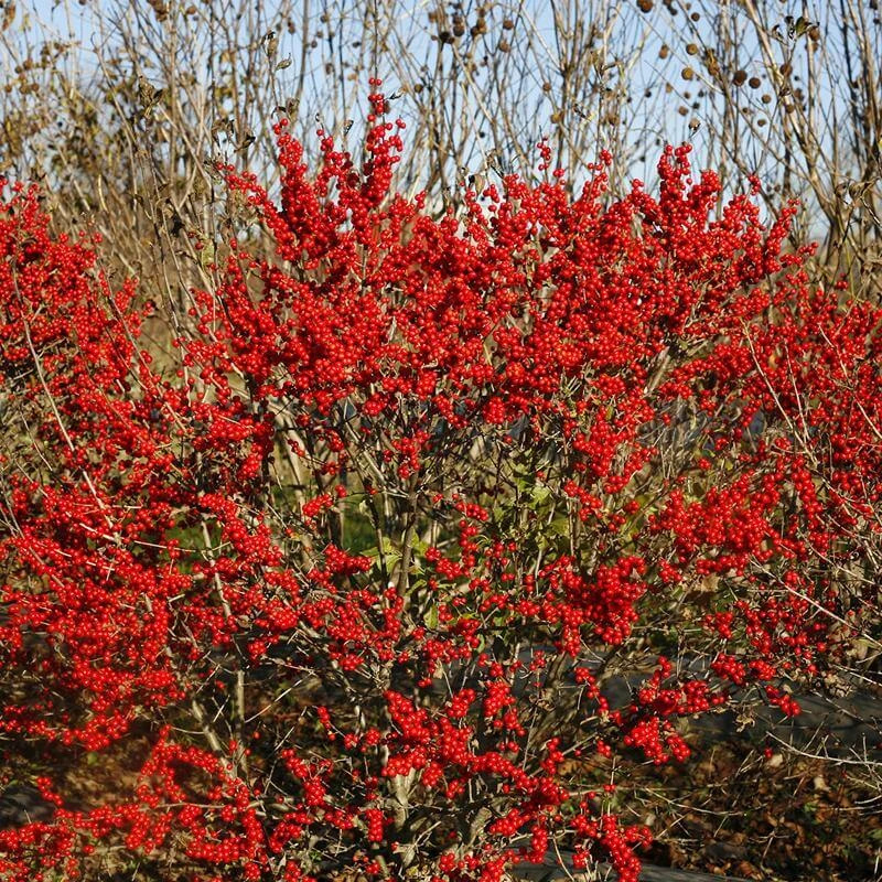 Berry Poppins® Winterberry Holly 8 Berry Poppins® Winterberry Holly - Image 6