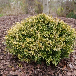 Glow Pop™ Japanese Holly -Plant Series Ilex crenata Glow Pop P1202479