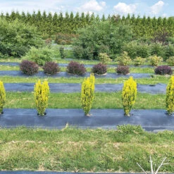 Glow Stick™ Japanese Holly -Plant Series Ilex crenata Glow Stick IMG 1552 4032x3024 3c3502c