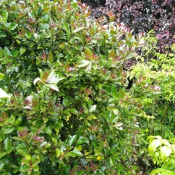 Castle Rouge™ Blue Holly -Plant Series Ilex x meserveae Castle Rouge 54