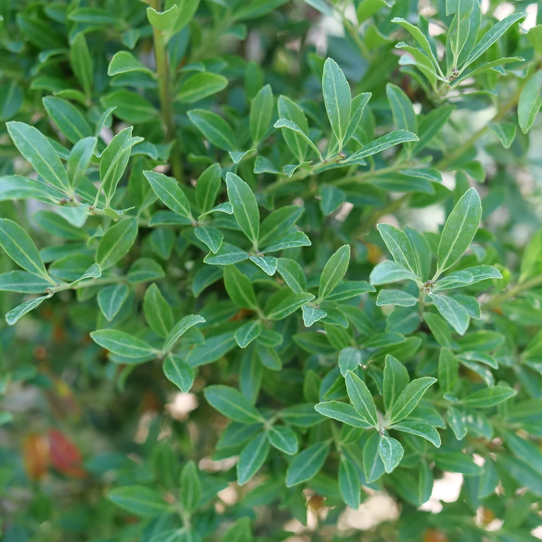 Squeeze Box™ Inkberry Holly 4 Squeeze Box™ Inkberry Holly - Image 2