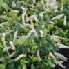 Scentlandia® Sweetspire -Plant Series Itea Scentlandia 1 P