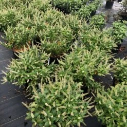 Fizzy Mizzy™ Sweetspire -Plant Series IteaFizzyMizzyIMG 0223 sw