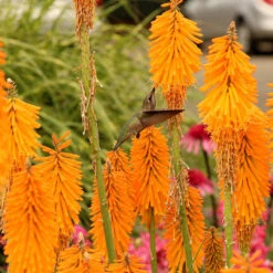 'Mango Popsicle' Red Hot Poker -Plant Series Kniphofia Mango Popsicle 6