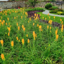 'Mango Popsicle' Red Hot Poker -Plant Series Kniphofia Mango Popsicle 7 1