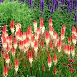 'Orange Vanilla Popsicle' Red Hot Poker -Plant Series Kniphofia Orange Vanilla Popsicle 4