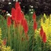 'Redhot Popsicle' Red Hot Poker -Plant Series Kniphofia Redhot Popsicle 1