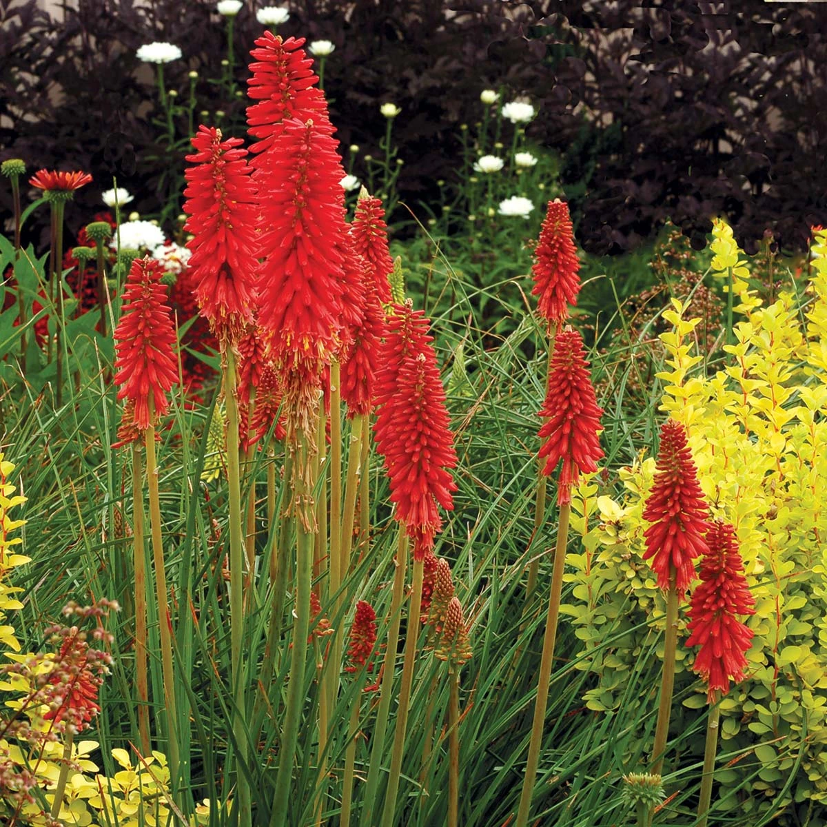 'Redhot Popsicle' Red Hot Poker 3 'Redhot Popsicle' Red Hot Poker