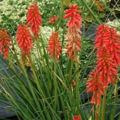 'Redhot Popsicle' Red Hot Poker 11 'Redhot Popsicle' Red Hot Poker -Plant Series Kniphofia Redhot Popsicle 4