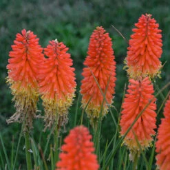 Pyromania™ 'Backdraft' Red Hot Poker -Plant Series Kniphofia Backdraft 2 P