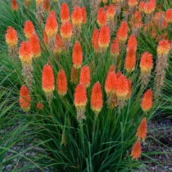 Pyromania™ 'Backdraft' Red Hot Poker -Plant Series Kniphofia Backdraft 3 P