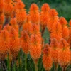Pyromania™ 'Orange Blaze' Red Hot Poker -Plant Series Kniphofia Orange Blaze 1 P