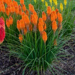 Pyromania™ 'Orange Blaze' Red Hot Poker 8 Pyromania™ 'Orange Blaze' Red Hot Poker -Plant Series Kniphofia Orange Blaze 2 P