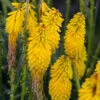 Pyromania™ 'Solar Flare' Red Hot Poker 2 Pyromania™ 'Solar Flare' Red Hot Poker -Plant Series Kniphofia Solar Flare 1 P