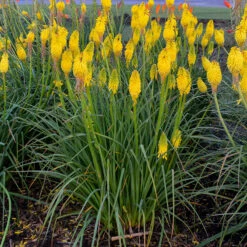 Pyromania™ 'Solar Flare' Red Hot Poker -Plant Series Kniphofia Solar Flare 2 P