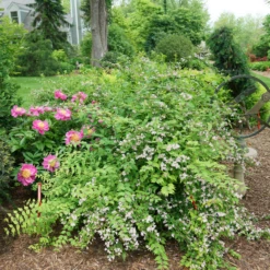 Jolene Jolene™ Beautybush -Plant Series KolkwitziaJoleneJoleneDSC09745 800x800 eabc40a