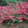 Infinitini® Magenta Crapemyrtle 2 Infinitini® Magenta Crapemyrtle -Plant Series Lagerstroemia Infinitini Magenta 1 P