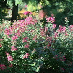 Infinitini® Magenta Crapemyrtle 8 Infinitini® Magenta Crapemyrtle -Plant Series Lagerstroemia Infinitini Magenta 3 P