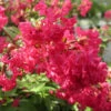 Infinitini Watermelon® Crapemyrtle 2 Infinitini Watermelon® Crapemyrtle -Plant Series Lagerstroemia Infinitini Watermelon 1 P