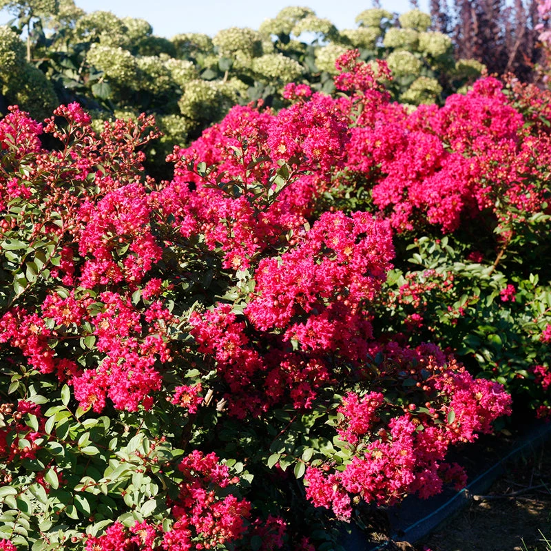Infinitini Watermelon® Crapemyrtle 5 Infinitini Watermelon® Crapemyrtle - Image 3