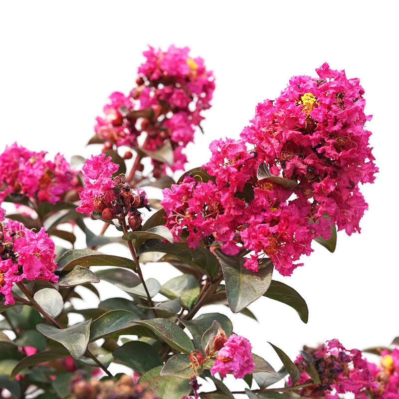 Rikki Tikki® Pink Crapemyrtle 4 Rikki Tikki® Pink Crapemyrtle - Image 2