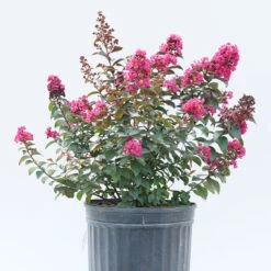 Rikki Tikki® Pink Crapemyrtle 8 Rikki Tikki® Pink Crapemyrtle -Plant Series Lagerstromea Rikki Tikki Pink 3 P