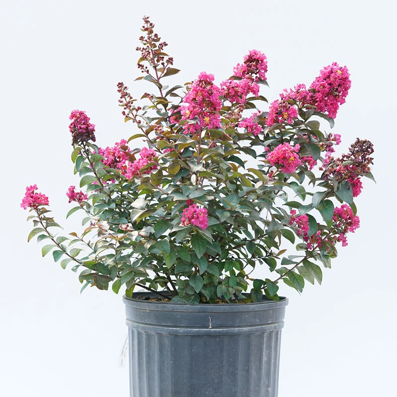 Rikki Tikki® Pink Crapemyrtle 5 Rikki Tikki® Pink Crapemyrtle - Image 3
