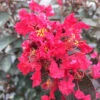 Rikki Tikki® Rouge Crapemyrtle
