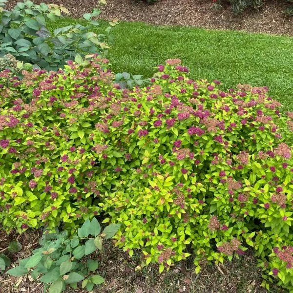 Double Play® Dolly™ Spirea 5 Double Play® Dolly™ Spirea - Image 3