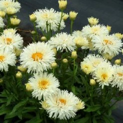 'Coconut' Double Shasta Daisy -Plant Series Leucanthemum Coconut 2