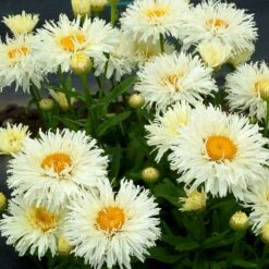 'Coconut' Double Shasta Daisy -Plant Series Leucanthemum Coconut 3