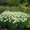 'Coconut' Double Shasta Daisy -Plant Series Leucanthemum Coconut 4