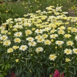 Amazing Daisies® 'Banana Cream' Shasta -Plant Series Leucanthemum Banana Cream 2 P 70ca4ab5 25ef 449f 9d4d 1238edb1ed89 sw