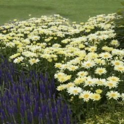 Amazing Daisies® 'Banana Cream' Shasta -Plant Series Leucanthemum Banana Cream 3 P 2b9bf5b7 58a6 4268 b2df 820fd2810532 sw