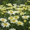 Amazing Daisies® 'Banana Cream' Shasta 1 Amazing Daisies® 'Banana Cream' Shasta -Plant Series Leucanthemum Banana Cream 4 P 4f14de24 ebcc 4084 a6f8 5dbcbe75d8c2 sw
