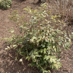 Paisley Pup™ Doghobble -Plant Series Leucothoe Paisley Pup IMG 9190