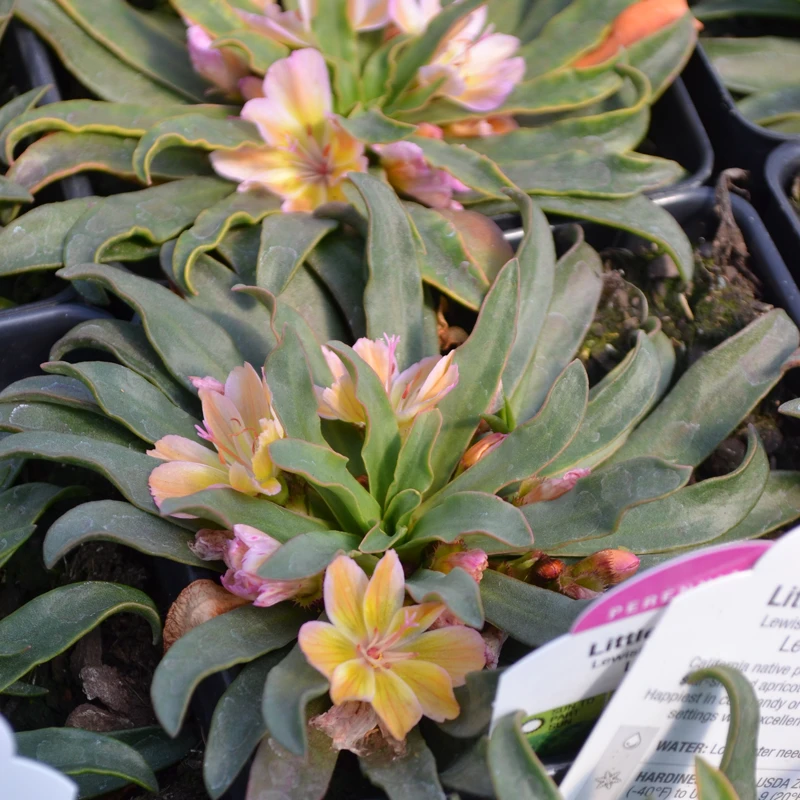 'Little Peach' Lewisia 3 'Little Peach' Lewisia