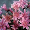 'Little Plum' Lewisia 2 'Little Plum' Lewisia -Plant Series Lewisia Little Plum 2