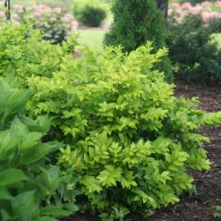 Golden Ticket® Privet -Plant Series Ligustrum Golden Ticket 3