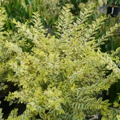 Good Vibrations® Privet -Plant Series LigustrumGoodVibrationsDSC01274 1080x1080 944f5b4