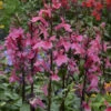 'Starship Deep Rose' Cardinal Flower -Plant Series Lobelia speciosa cardinal flower starship deep rose 1