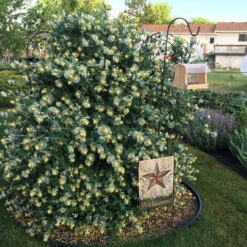 Kintzley's Ghost® Honeysuckle 9 Kintzley's Ghost® Honeysuckle -Plant Series Lonicera Kintzleys Ghost IMG 0102