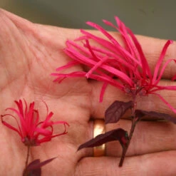 Plant Series -Plant Series Loropetalum Jazz Hands Bold 2