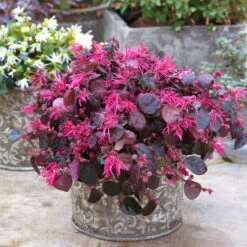 Jazz Hands Bold® Chinese Fringe-Flower -Plant Series Loropetalum Jazz Hands Bold 3