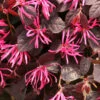 Jazz Hands® Pink Chinese Fringe-Flower -Plant Series Loropetalum Jazz Hands Dwarf Pink 1