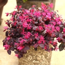 Jazz Hands® Pink Chinese Fringe-Flower -Plant Series Loropetalum Jazz Hands Dwarf Pink 2