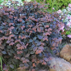 Jazz Hands® Pink Chinese Fringe-Flower -Plant Series Loropetalum Jazz Hands Dwarf Pink 3