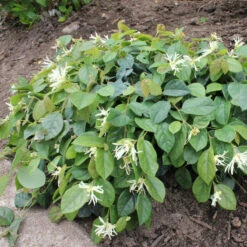 Jazz Hands® White Chinese Fringe-Flower -Plant Series Loropetalum Jazz Hands Dwarf White 3