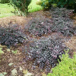 Jazz Hands Mini® Chinese Fringe-Flower -Plant Series Loropetalum Jazz Hands Mini 3